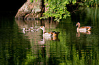 Egyptian geese