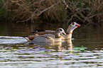 Egyptian geese