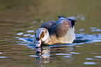 Egyptian goose