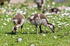 Egyptian geese