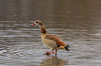 Egyptian goose