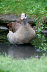 Egyptian goose