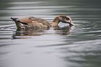 Egyptian goose