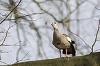 Egyptian goose