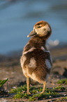 Egyptian goose