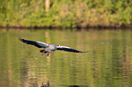 flying Egyptian Goose