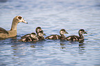 swimming Egyptian Gooses