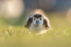 Egyptian goose chick