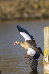 Egyptian goose