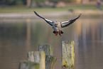 Egyptian goose