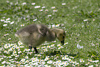 Egyptian goose