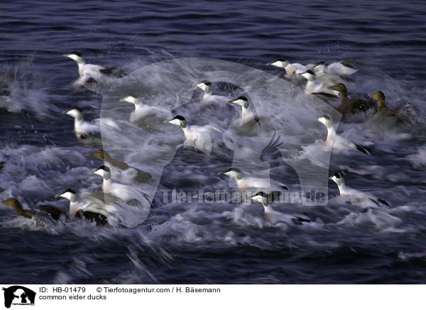 Eiderenten / common eider ducks / HB-01479