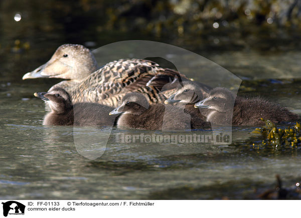 Eiderenten / common eider ducks / FF-01133