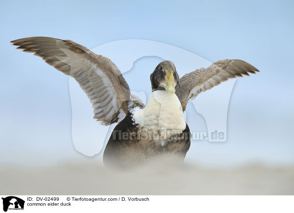 Eiderente / common eider duck / DV-02499