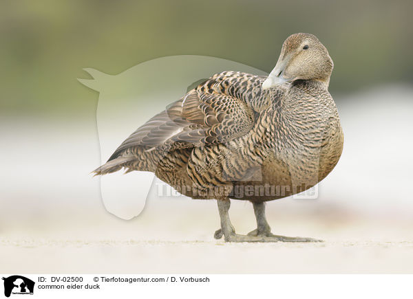 Eiderente / common eider duck / DV-02500