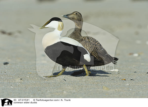 Eiderenten / common eider ducks / AT-01541