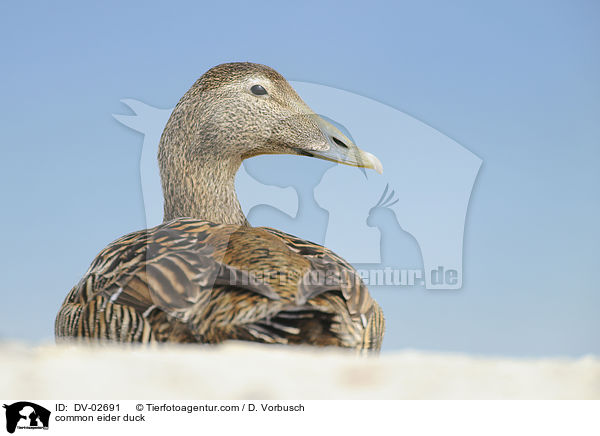 Eiderente / common eider duck / DV-02691