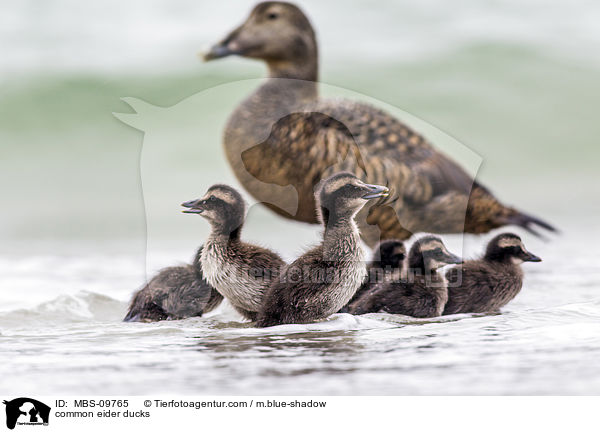 Eiderenten / common eider ducks / MBS-09765