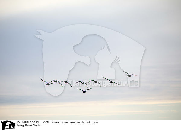 fliegende Eiderenten / flying Eider Ducks / MBS-20512