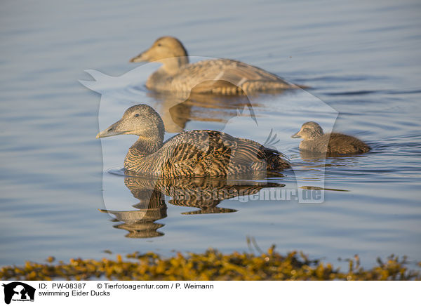 schwimmende Eiderenten / swimming Eider Ducks / PW-08387