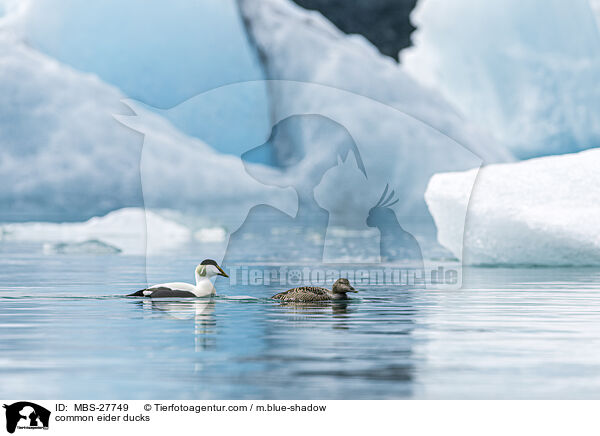 Eiderenten / common eider ducks / MBS-27749