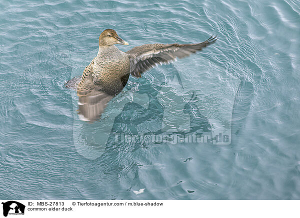 Eiderente / common eider duck / MBS-27813