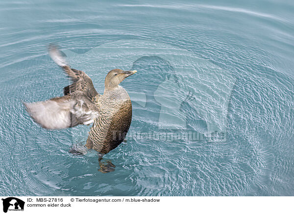 Eiderente / common eider duck / MBS-27816