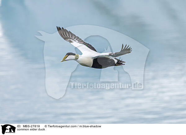 common eider duck / MBS-27818