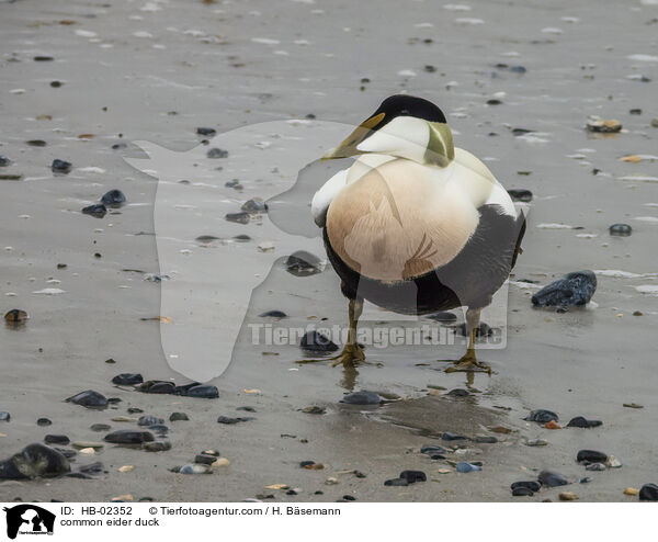 common eider duck / HB-02352