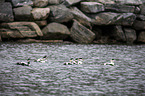 common eider ducks