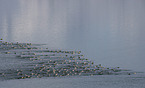 common eider ducks