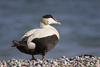 eider duck