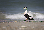 eider duck