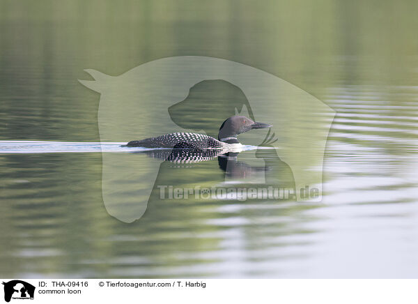 common loon / THA-09416