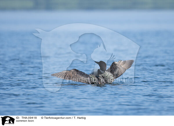 Eistaucher / common loon / THA-09418