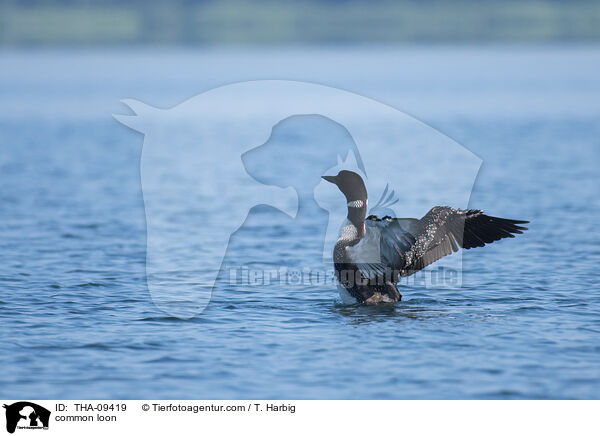 Eistaucher / common loon / THA-09419