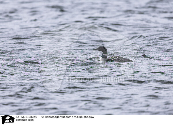 Eistaucher / common loon / MBS-28350