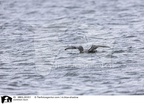 Eistaucher / common loon / MBS-28351