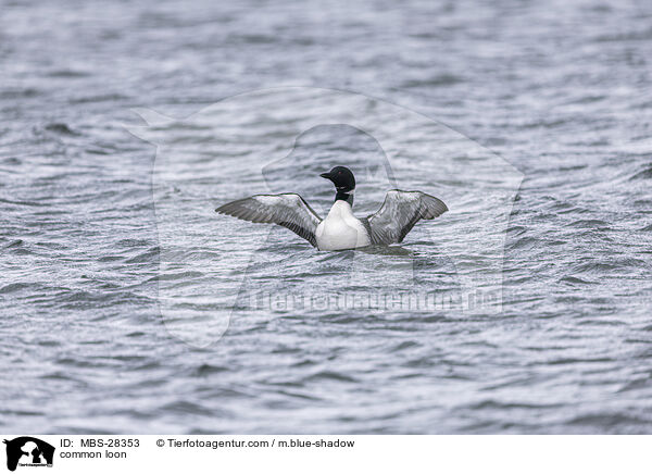 Eistaucher / common loon / MBS-28353