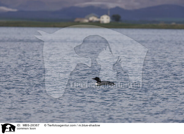 Eistaucher / common loon / MBS-28367