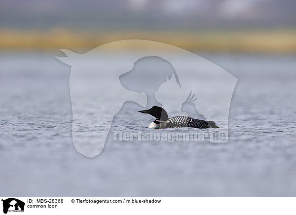 Eistaucher / common loon / MBS-28368