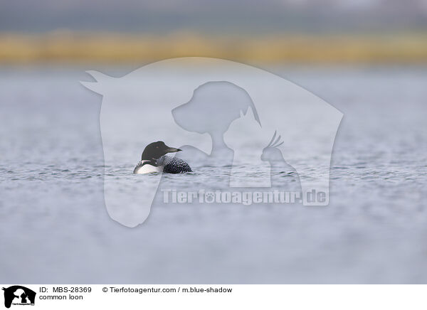 Eistaucher / common loon / MBS-28369