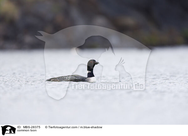 Eistaucher / common loon / MBS-28375