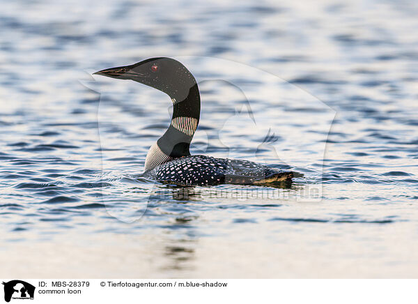 Eistaucher / common loon / MBS-28379