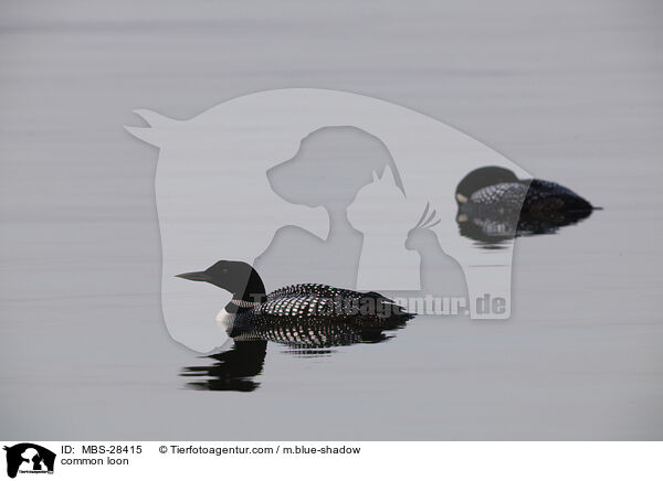 Eistaucher / common loon / MBS-28415