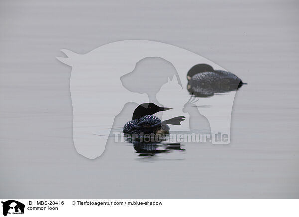 Eistaucher / common loon / MBS-28416