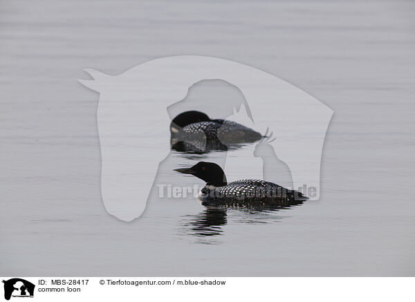 Eistaucher / common loon / MBS-28417