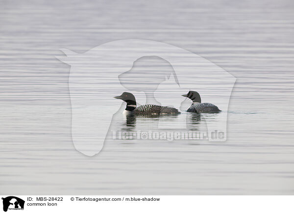 Eistaucher / common loon / MBS-28422