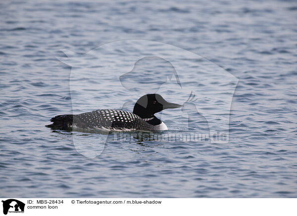 Eistaucher / common loon / MBS-28434