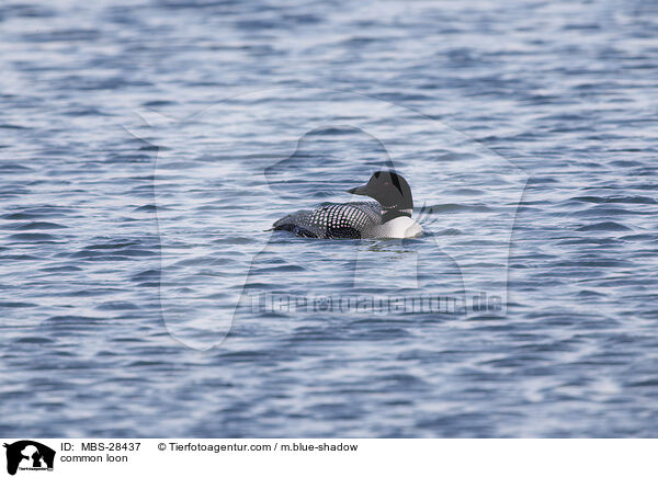 Eistaucher / common loon / MBS-28437